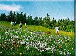Sommer4.jpg (25451 Byte)